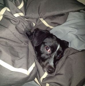 Meet your Posher, Larry